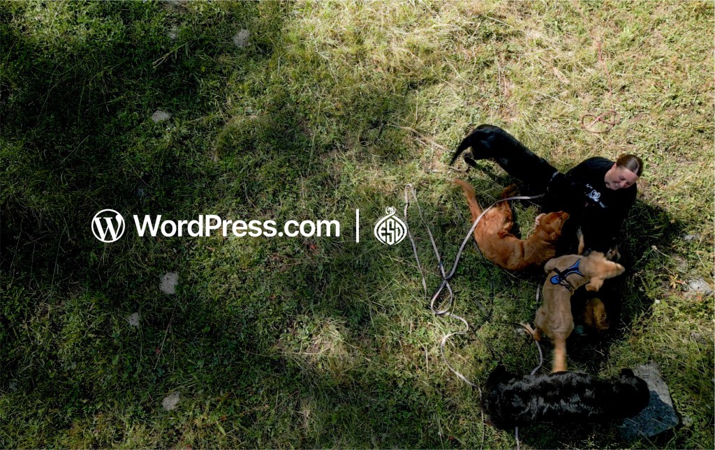 How a Single Mom of Six Got a Whopping 7,724% ROI with Blaze for&nbsp;WordPress